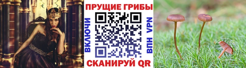 Псилоцибиновые грибы Magic Shrooms  Купить закладки  Дюртюли 